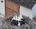 Capi_Dubne_20250714_203004.jpg