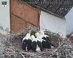 Capi_Dubne_20250714_203503.jpg