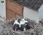 Capi_Dubne_20250714_205003.jpg