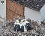 Capi_Dubne_20250714_205502.jpg