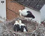 Capi_Dubne_20250714_210003.jpg