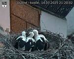 Capi_Dubne_20250714_212002.jpg