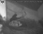 Capi_Dubne_20250714_215002.jpg