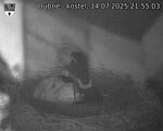 Capi_Dubne_20250714_215503.jpg