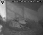 Capi_Dubne_20250714_220503.jpg