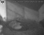Capi_Dubne_20250714_221003.jpg