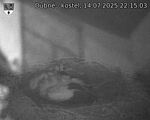 Capi_Dubne_20250714_221503.jpg