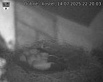 Capi_Dubne_20250714_222003.jpg