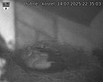 Capi_Dubne_20250714_223503.jpg