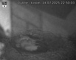 Capi_Dubne_20250714_225003.jpg