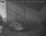 Capi_Dubne_20250714_225503.jpg