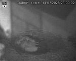 Capi_Dubne_20250714_230002.jpg