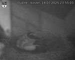 Capi_Dubne_20250714_235503.jpg