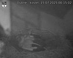 Capi_Dubne_20250715_001502.jpg