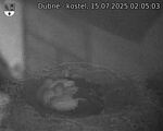 Capi_Dubne_20250715_020503.jpg