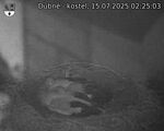 Capi_Dubne_20250715_022503.jpg