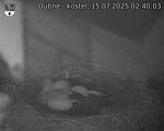Capi_Dubne_20250715_024003.jpg