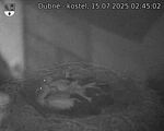 Capi_Dubne_20250715_024502.jpg