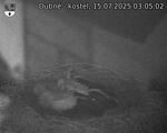 Capi_Dubne_20250715_030502.jpg