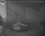 Capi_Dubne_20250715_034502.jpg