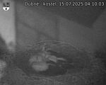 Capi_Dubne_20250715_041003.jpg