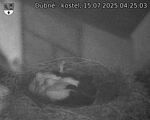 Capi_Dubne_20250715_042503.jpg