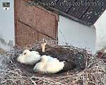 Capi_Dubne_20250715_050503.jpg