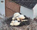 Capi_Dubne_20250715_051503.jpg