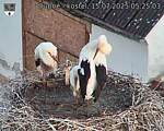 Capi_Dubne_20250715_052503.jpg