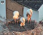 Capi_Dubne_20250715_054003.jpg