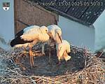 Capi_Dubne_20250715_055003.jpg