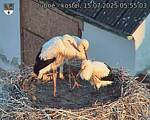 Capi_Dubne_20250715_055503.jpg
