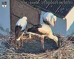 Capi_Dubne_20250715_060503.jpg