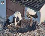 Capi_Dubne_20250715_062503.jpg