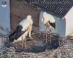 Capi_Dubne_20250715_063503.jpg