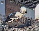 Capi_Dubne_20250715_064003.jpg