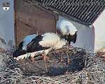Capi_Dubne_20250715_064503.jpg