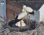 Capi_Dubne_20250715_065003.jpg