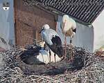 Capi_Dubne_20250715_065504.jpg