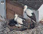 Capi_Dubne_20250715_070504.jpg