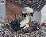 Capi_Dubne_20250715_072003.jpg