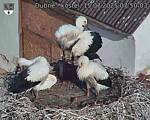 Capi_Dubne_20250715_075003.jpg
