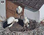 Capi_Dubne_20250715_075503.jpg