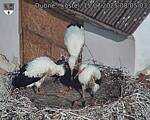 Capi_Dubne_20250715_080503.jpg