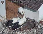 Capi_Dubne_20250715_082503.jpg