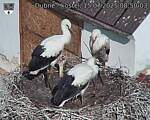 Capi_Dubne_20250715_085003.jpg