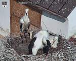 Capi_Dubne_20250715_085503.jpg