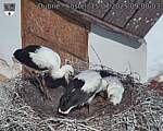 Capi_Dubne_20250715_090003.jpg
