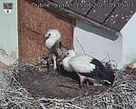 Capi_Dubne_20250715_090503.jpg