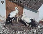 Capi_Dubne_20250715_091003.jpg